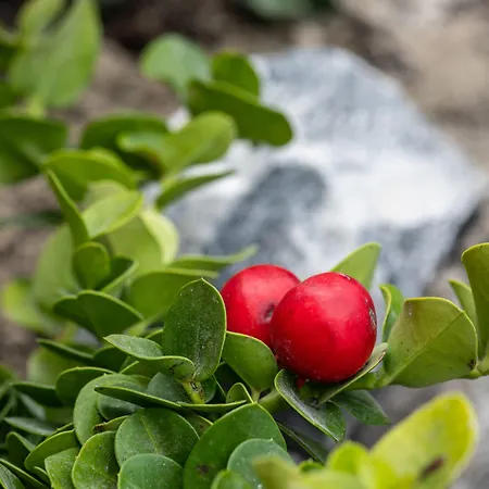 Ξενοδοχείο Melidonia 5*